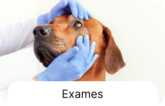 Serviço veterinário 2