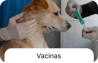 Serviço veterinário 3