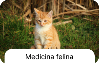 Serviço veterinário 6